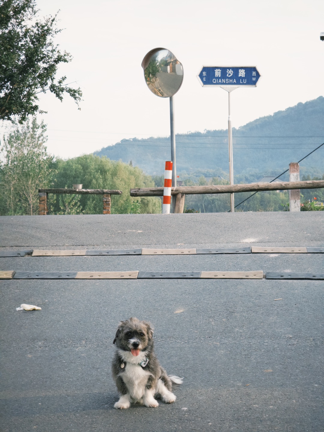 杭州遛狗｜五丰岛