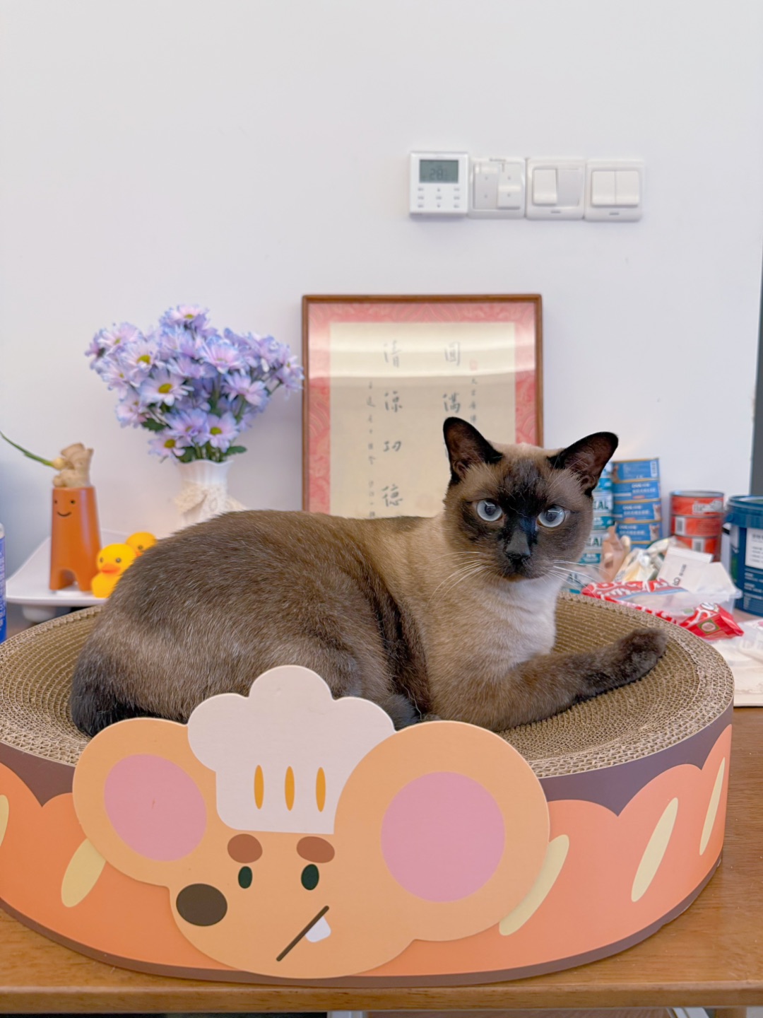 小猫拥有了小老鼠猫抓板🐭