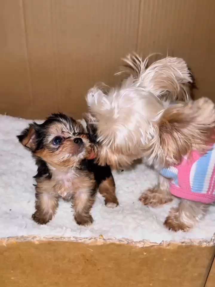 🎵囔囔囔囔囔囔囔～妈宝小狗的专属SPA🧼