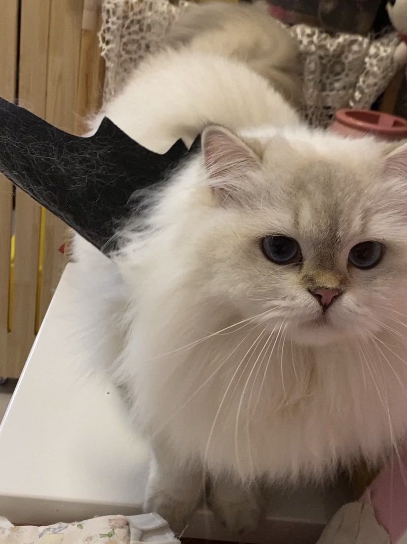 微臭白面馒头起飞喽！