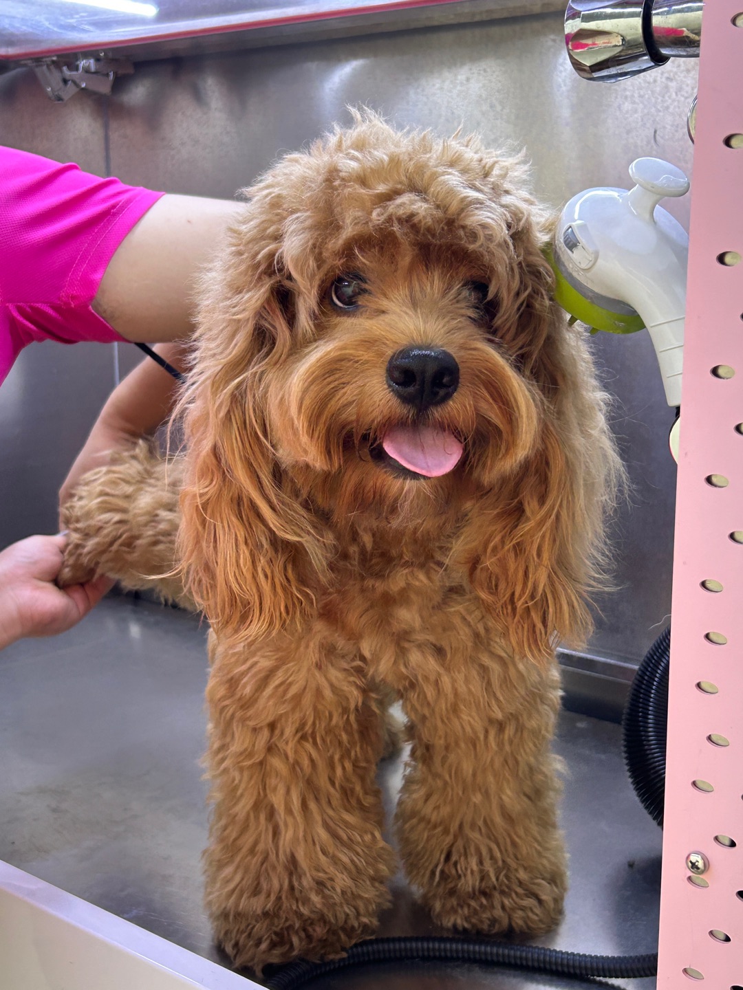 Cuca's Daily 洗澡前&洗澡后😅一秒变老