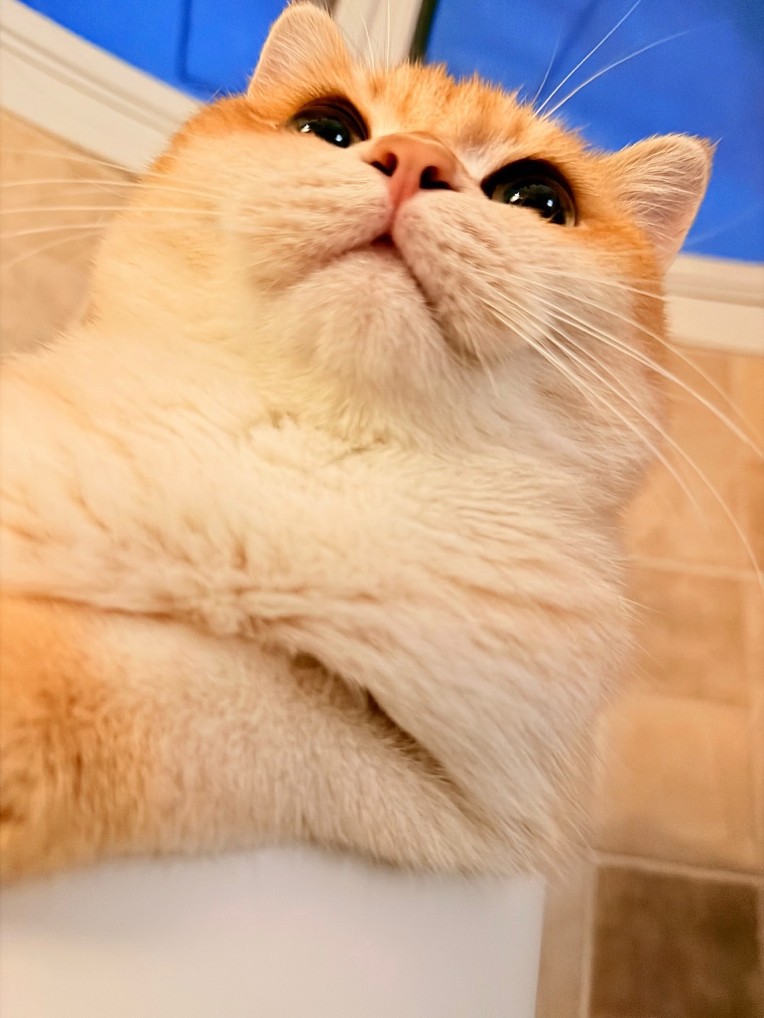 🔛开启“傲娇模式”