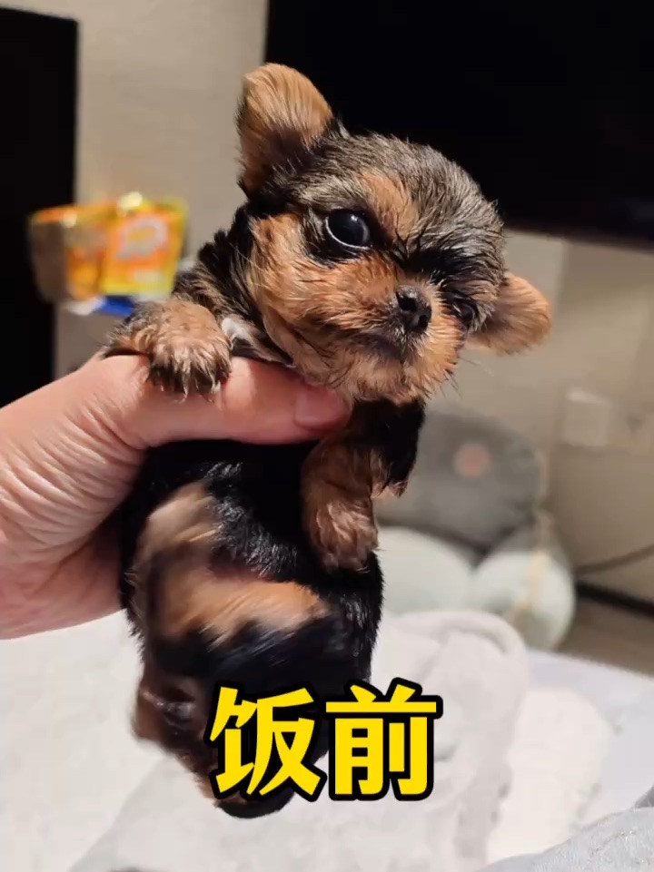 小狗饭前饭后的超绝反差