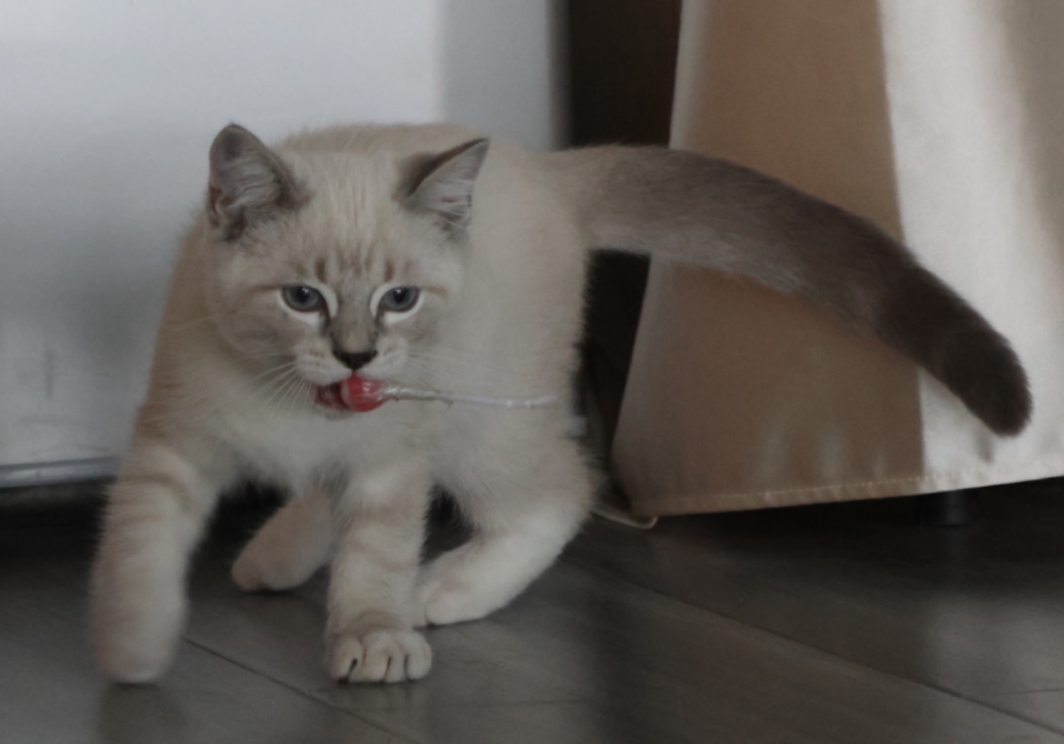 大家好我是小灰灰