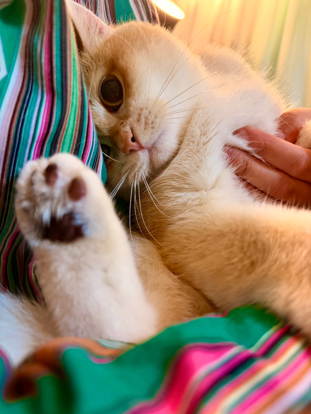 摸小猫咪肚皮它会害羞☺️？