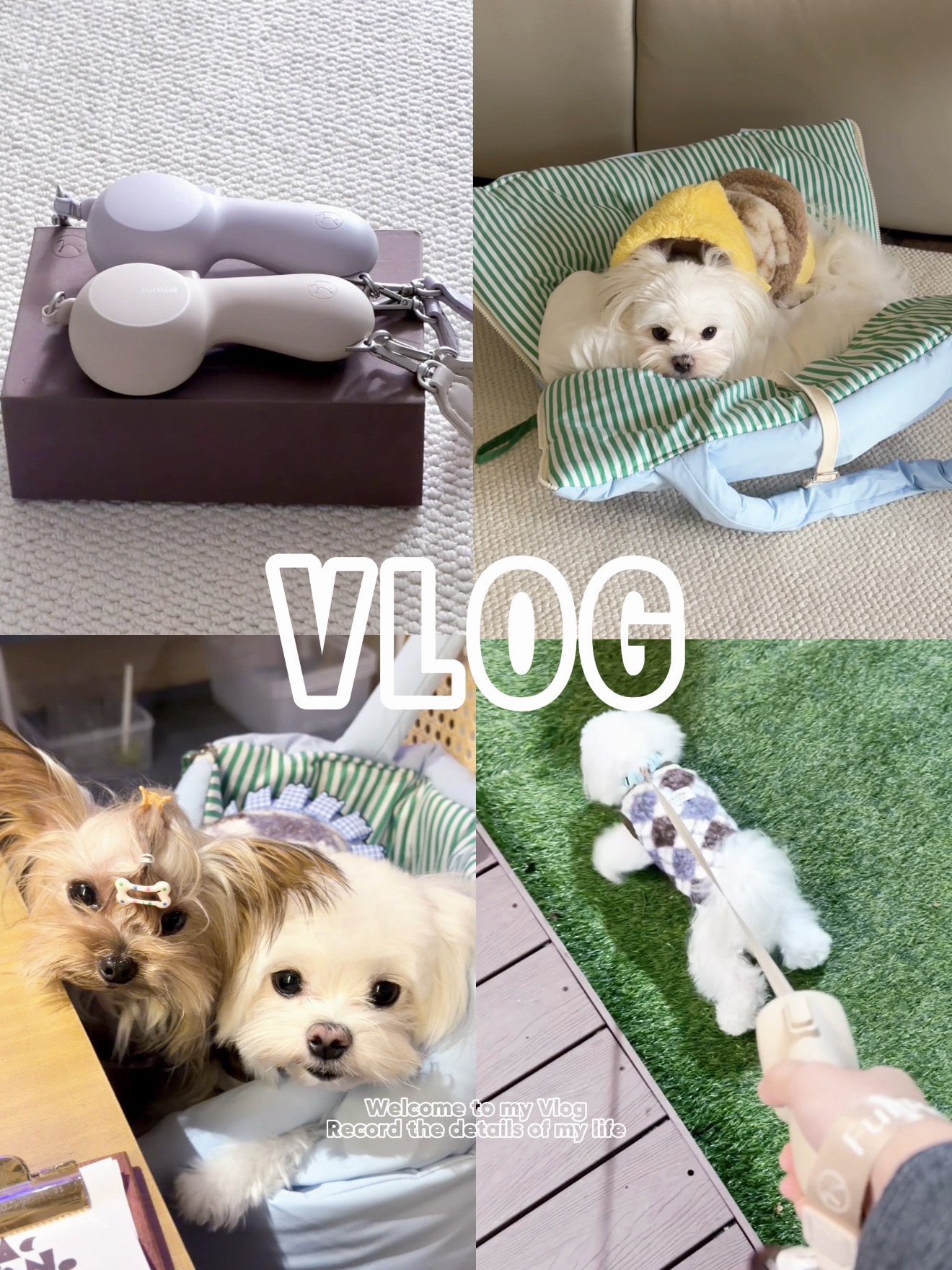 专属冬季的puppy time🐩