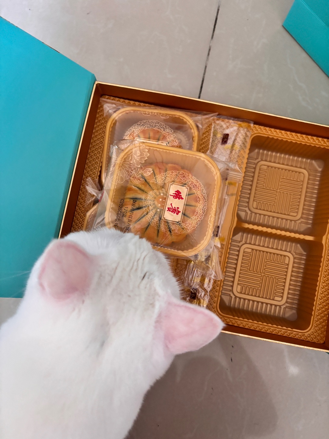 11.24小猫也爱月饼