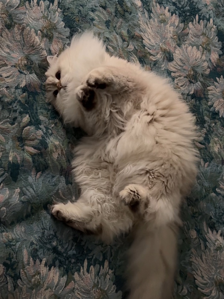 霸总越走越近……