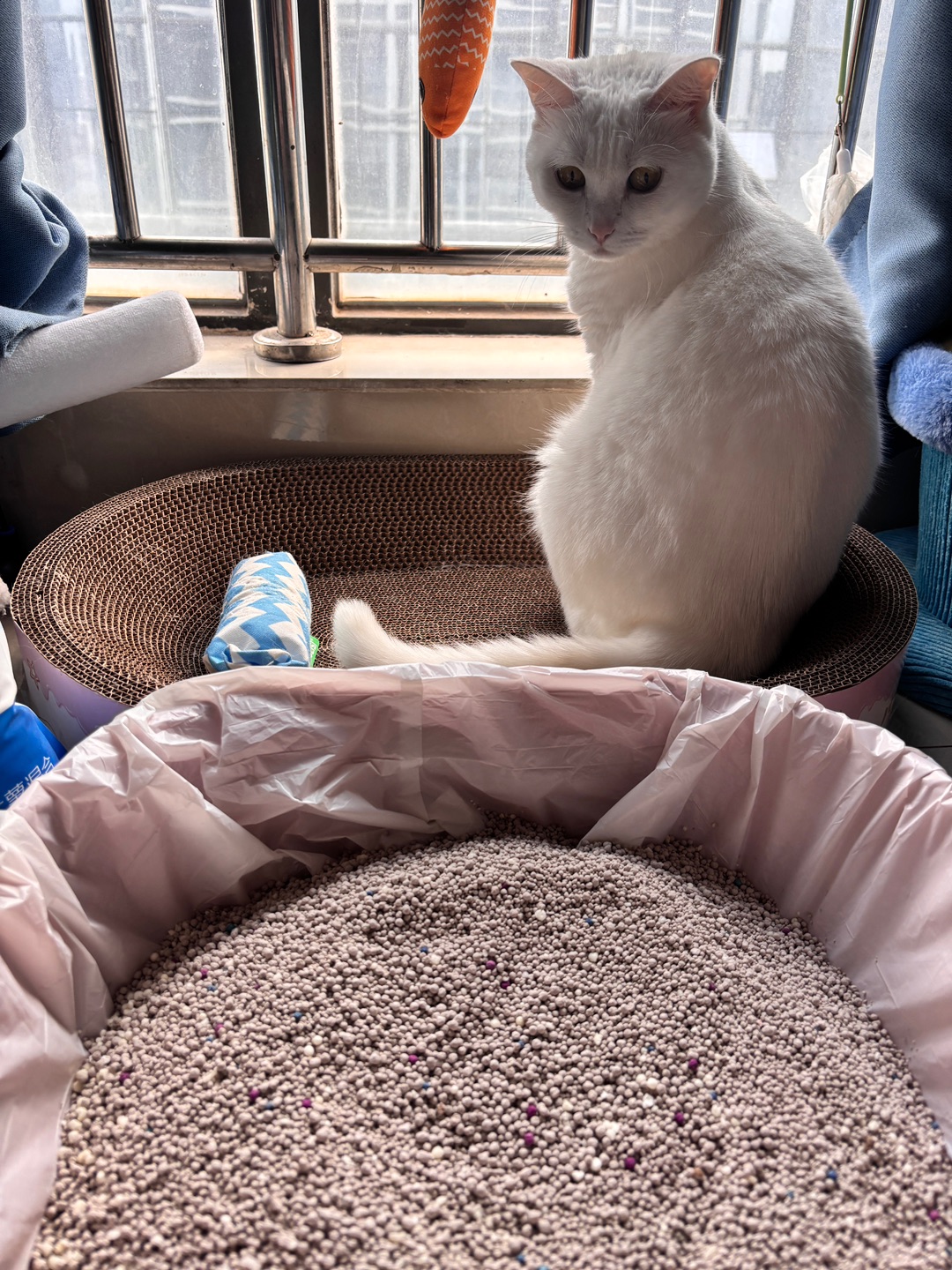 11.18 比亿奇木薯混合猫砂