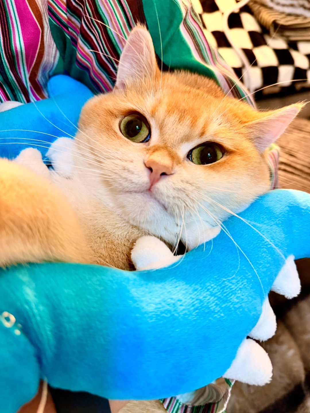 当我有一个叉猫玩具😻