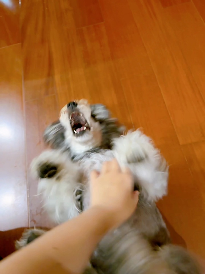 给ee们表演一个疯狂肚皮舞