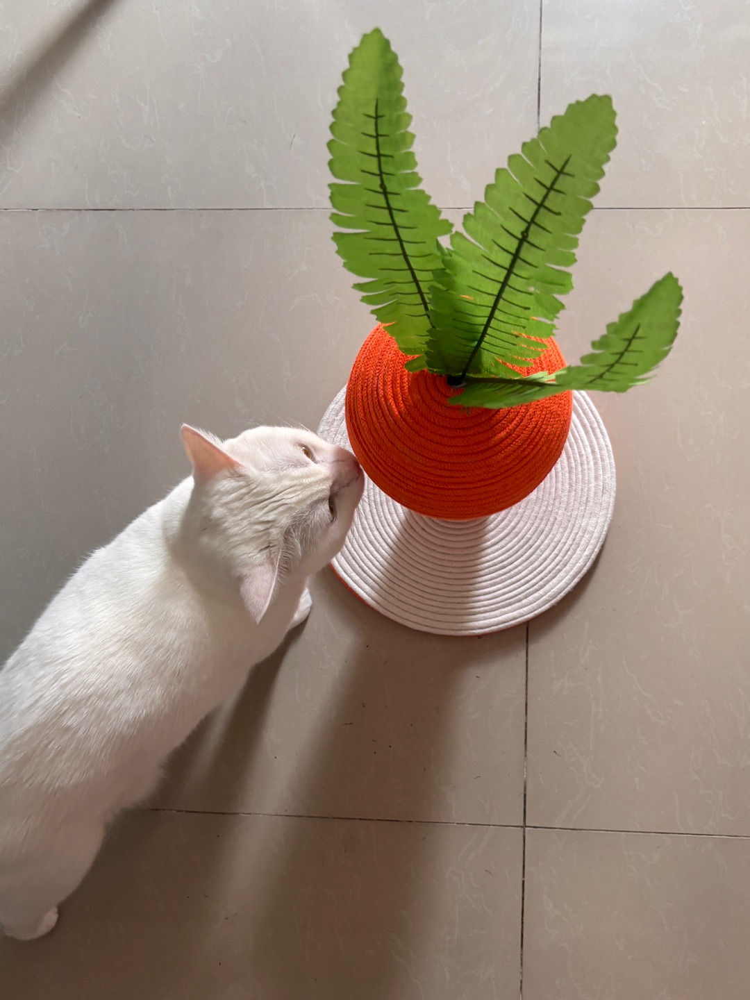 11.14收获一个大萝卜猫抓板