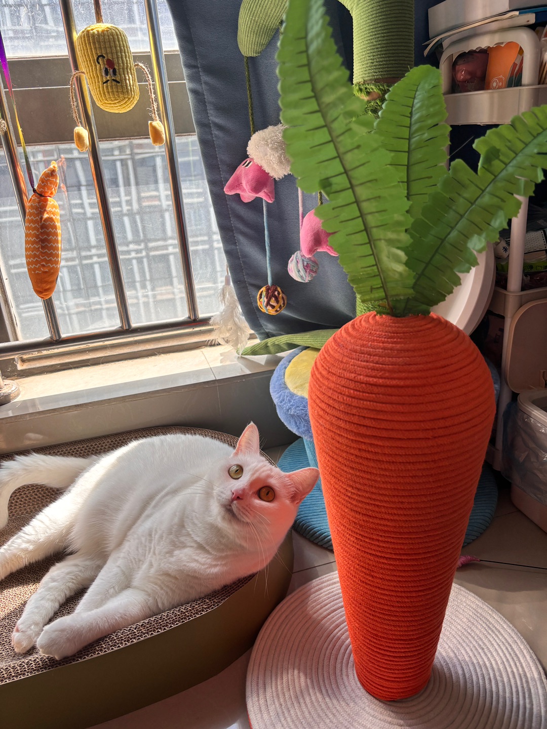 11.16喜欢萝卜猫抓板