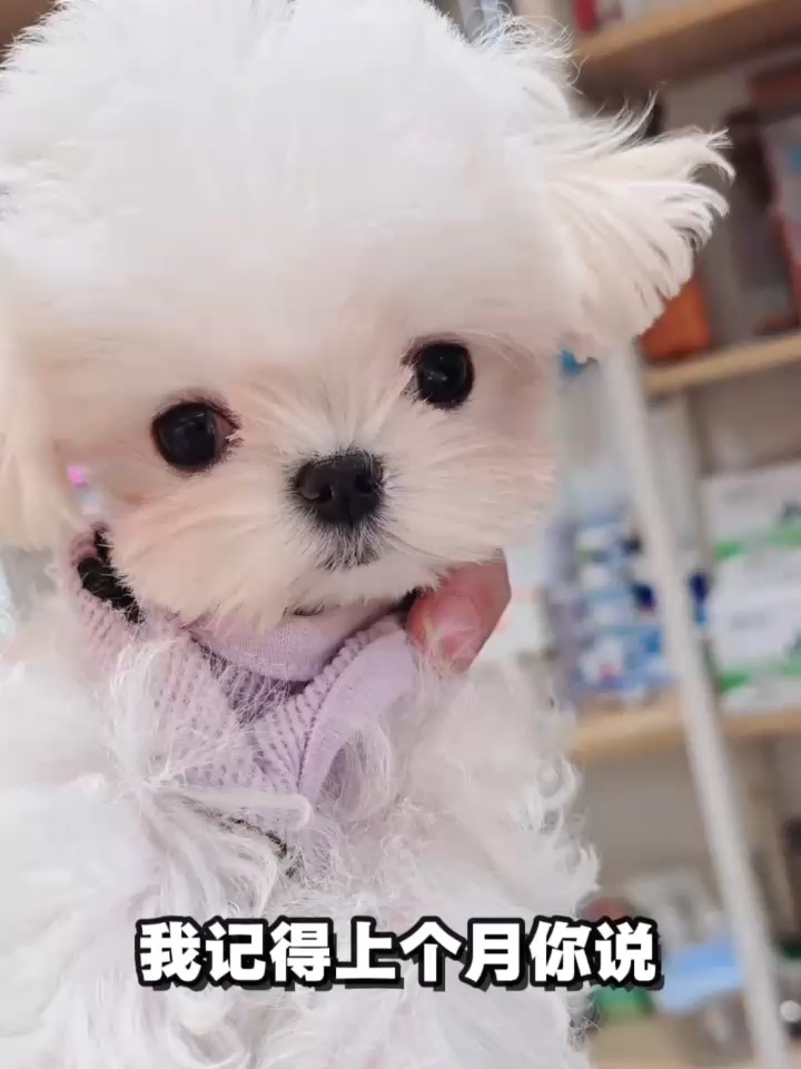 妈妈，周八到底在哪里呀？🧐