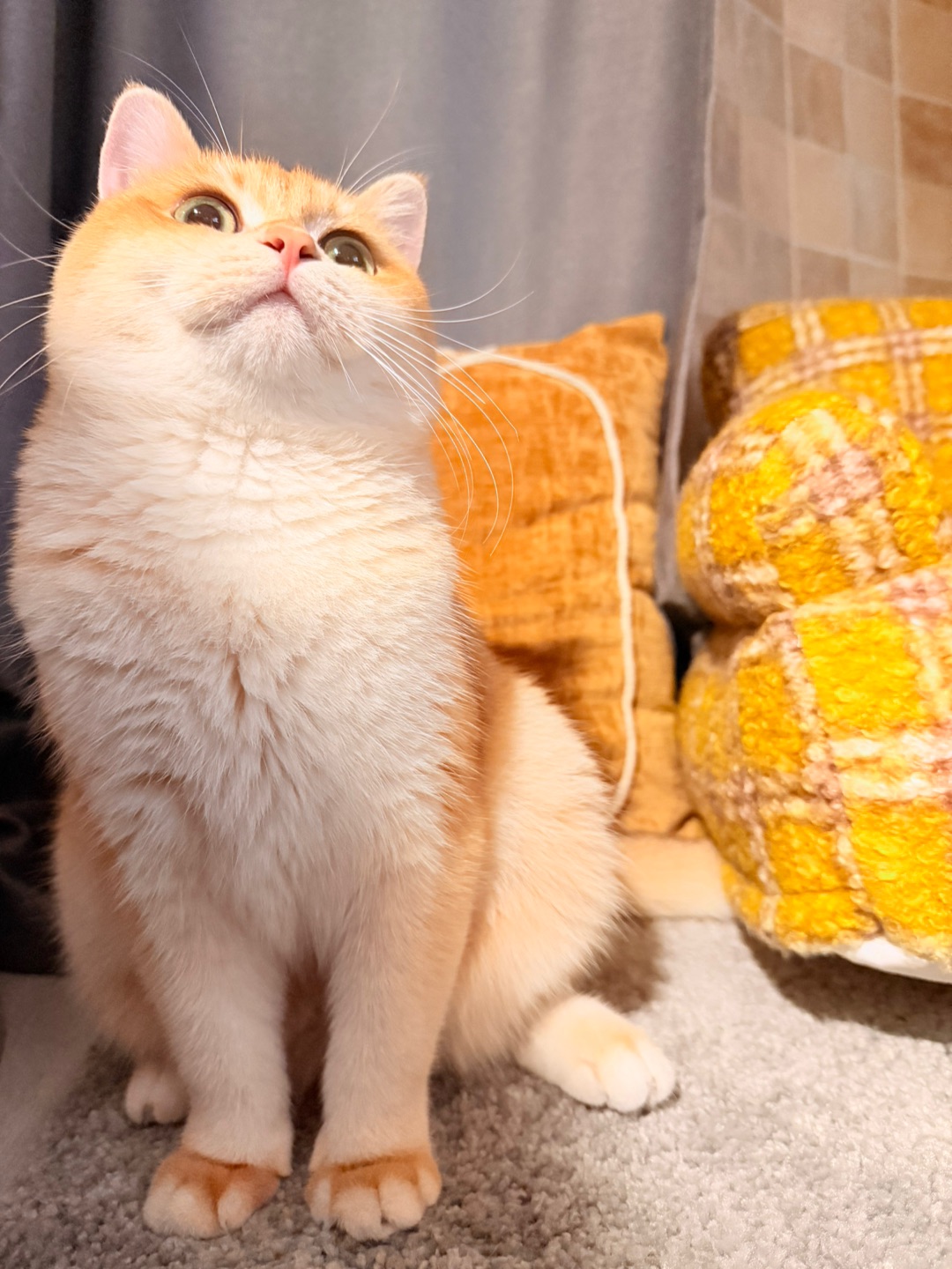 麻麻我今天可以上床吗🛏️？