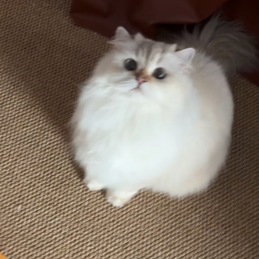 要饭饭时的眼神最清澈～