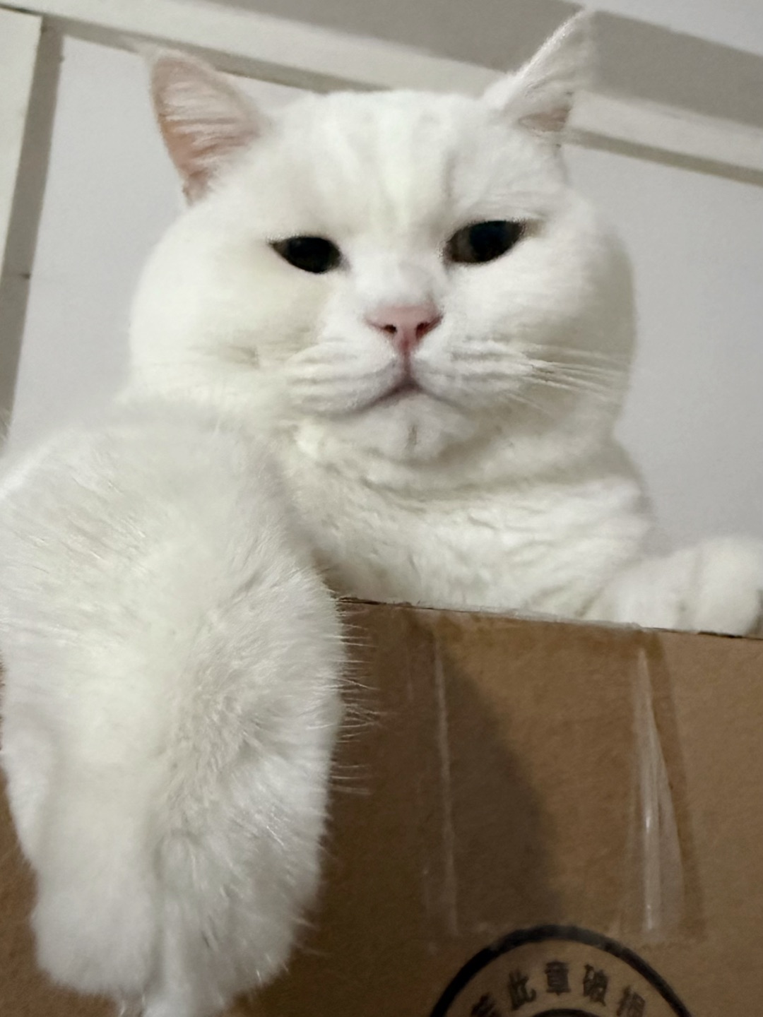 我家白猫的“厌世脸”