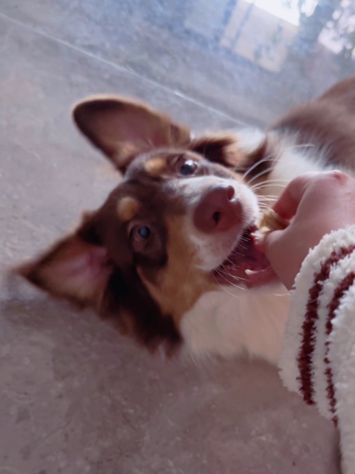 谁家小狗会这么多技能呢？