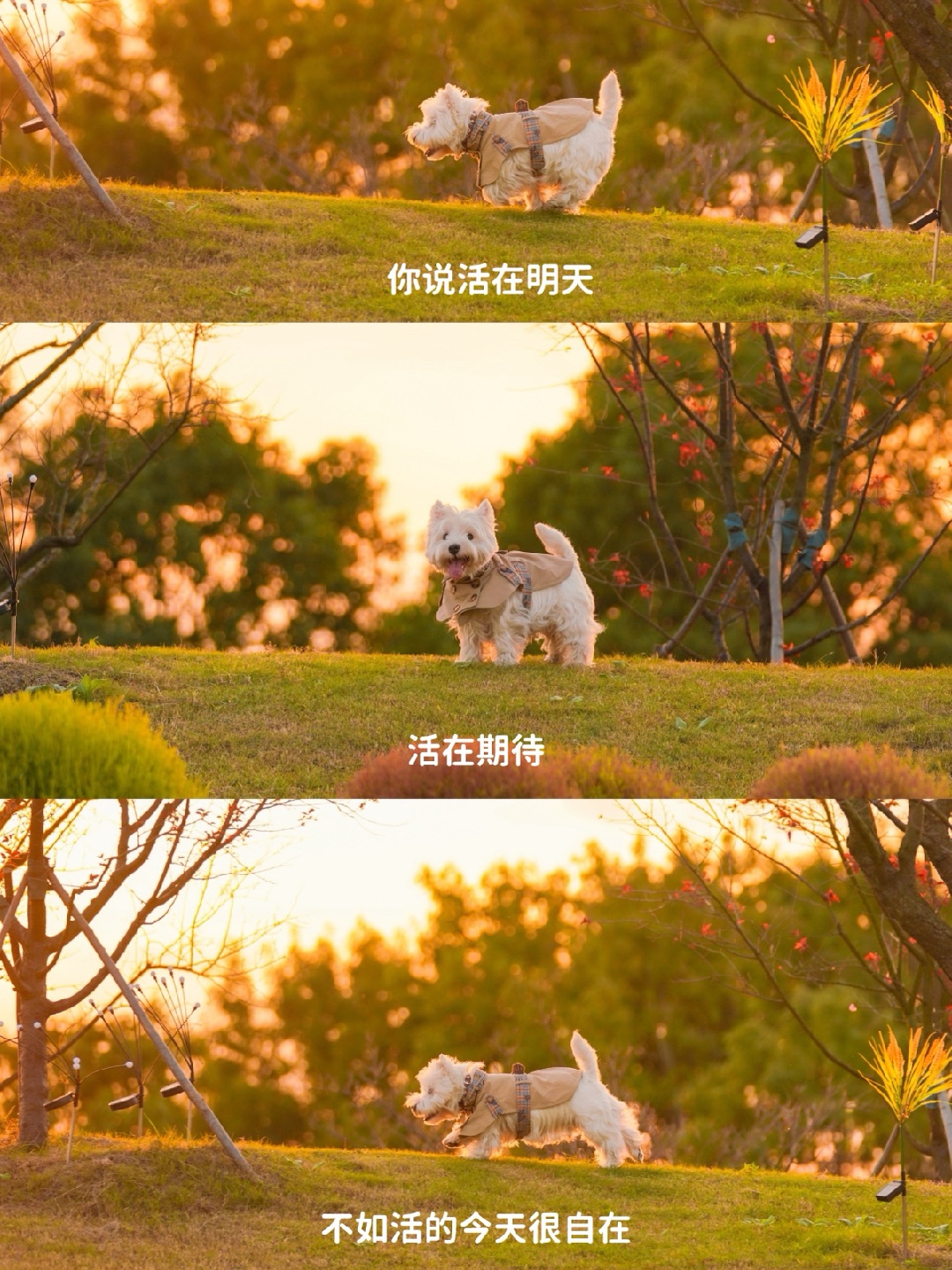 活在明天 活在期待 不如活的今天很自在