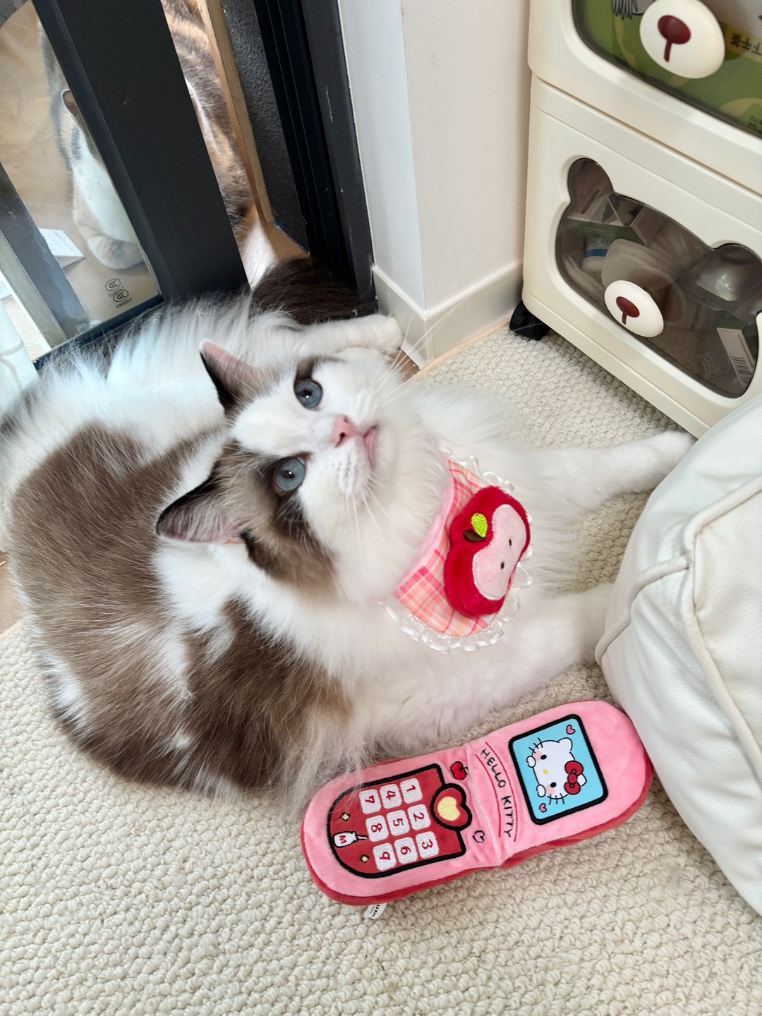 布偶喵的Hello Kitty“手机”到啦！萌到想偷猫🥹