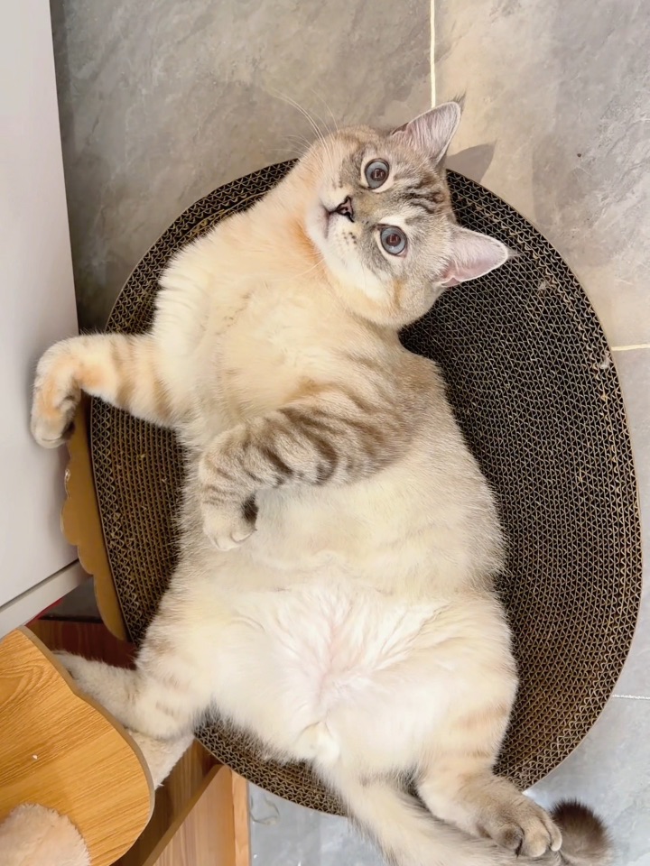 小猫开心  铲屎官开心