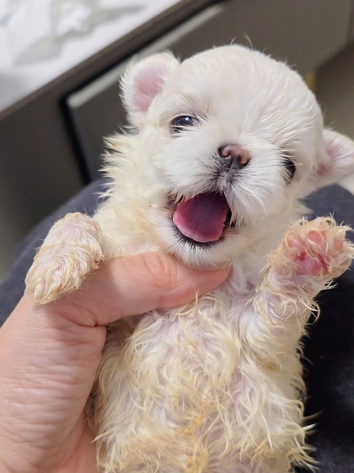 全网第一嘤嘤怪驾到🐾把音量拉到最大