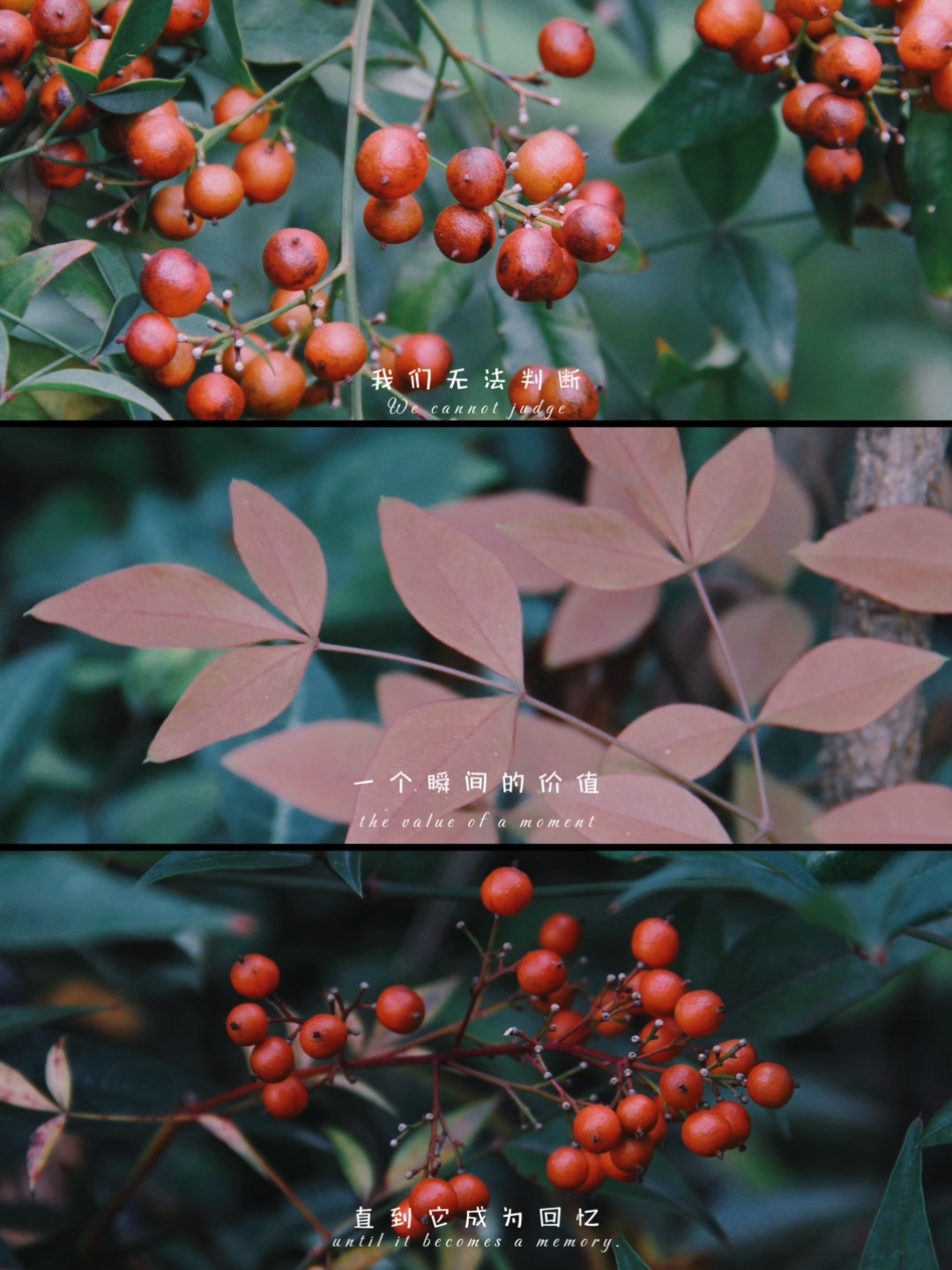 镜头里的小确幸｜每一帧都是温柔的具象