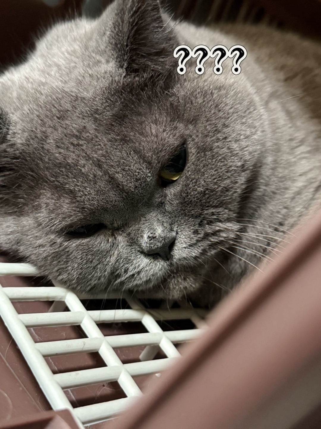 找猫半天 原来在这