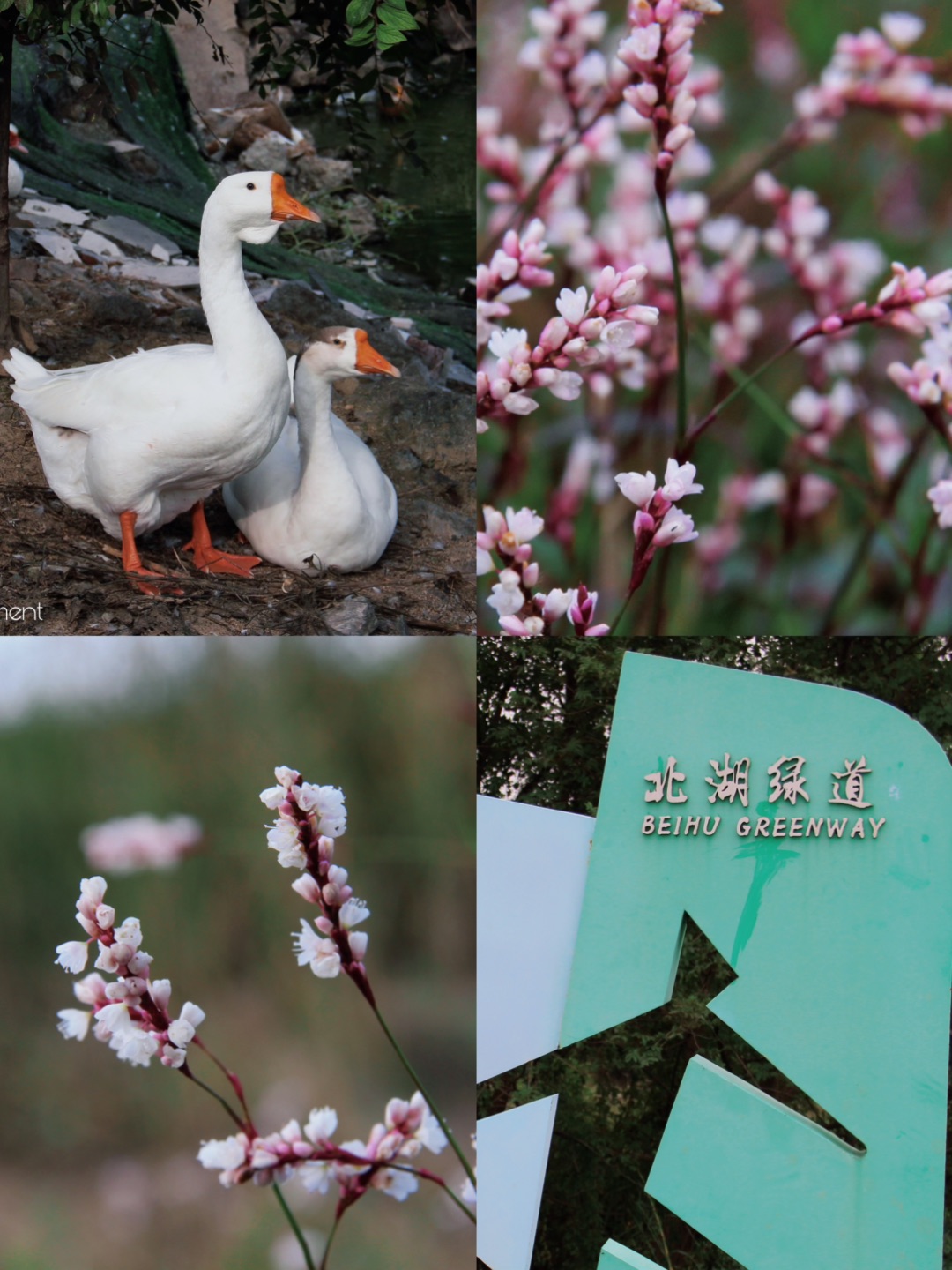 北湖绿道｜在余杭郊野，打捞一场自然野趣