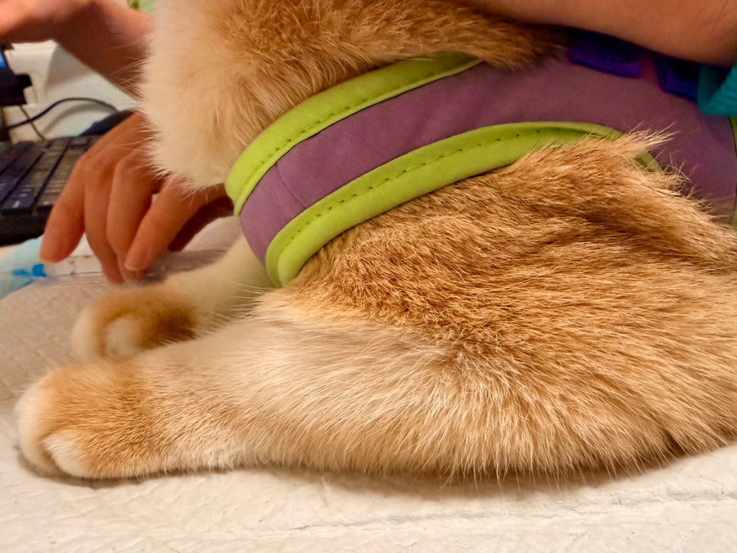 发现了一个鸡腿🍗