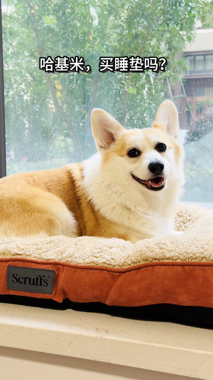 哈基米睡垫喜欢吗