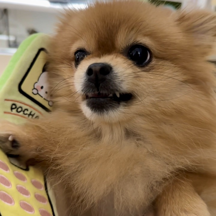 怎么可以偷看小狗的手机！