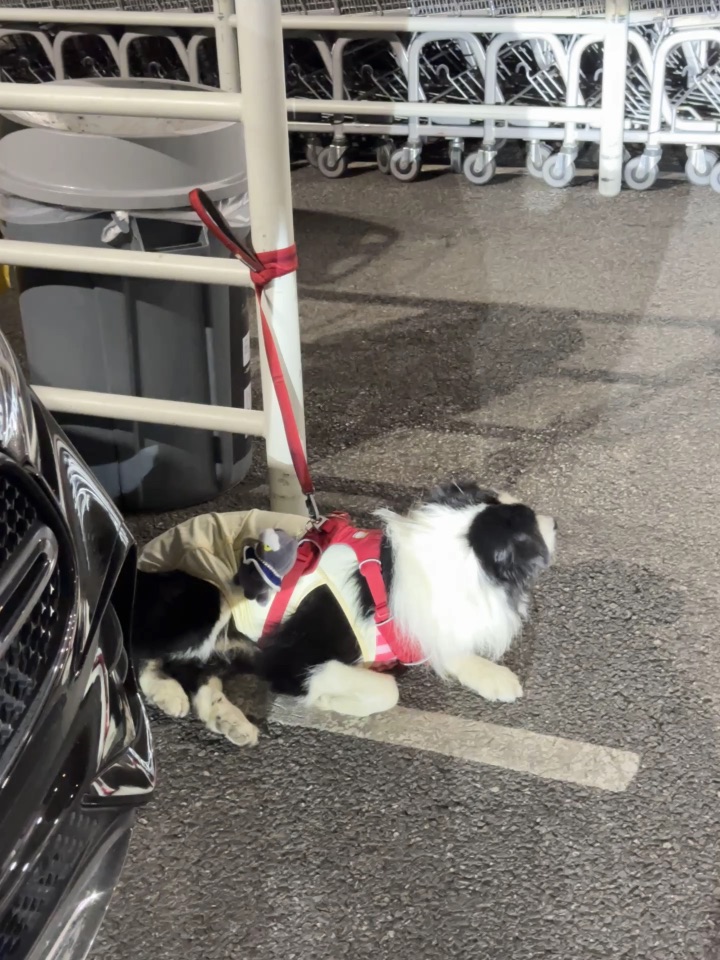 第一眼小边牧第二眼小猫