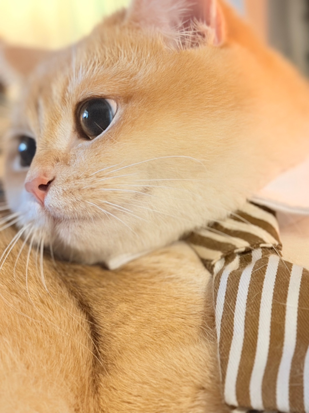 《你看我好惹嘛二》老板的样子