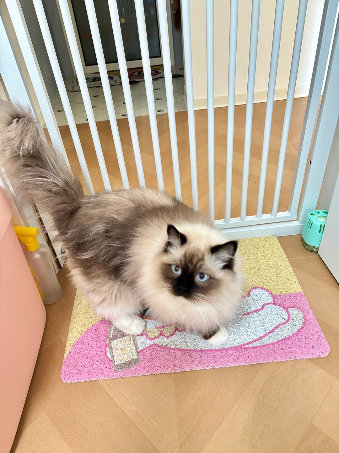 【测评】西五街市场兑换—小猫控砂垫🌷