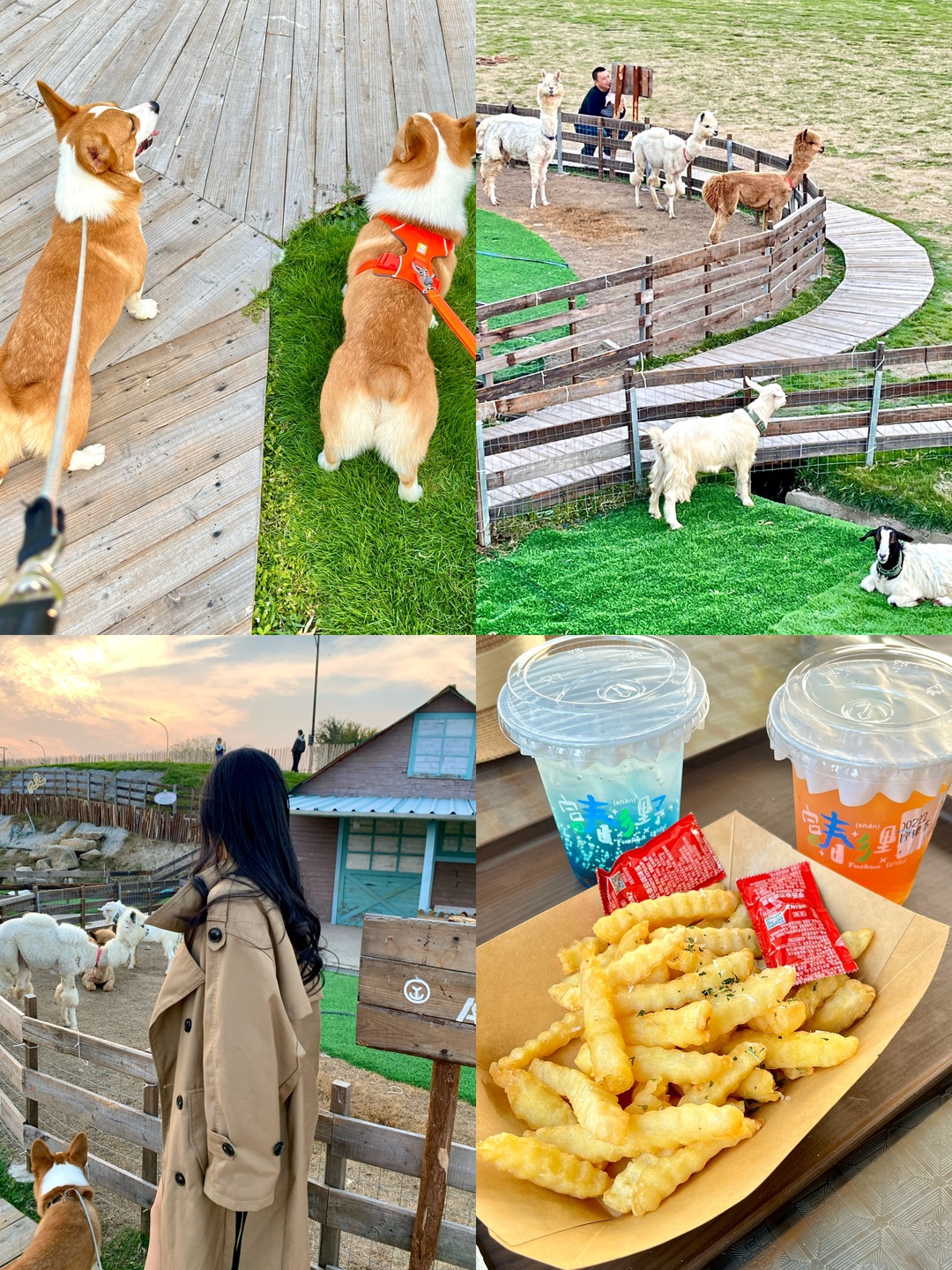 带🐶儿子去大自然吸氧啦🌳