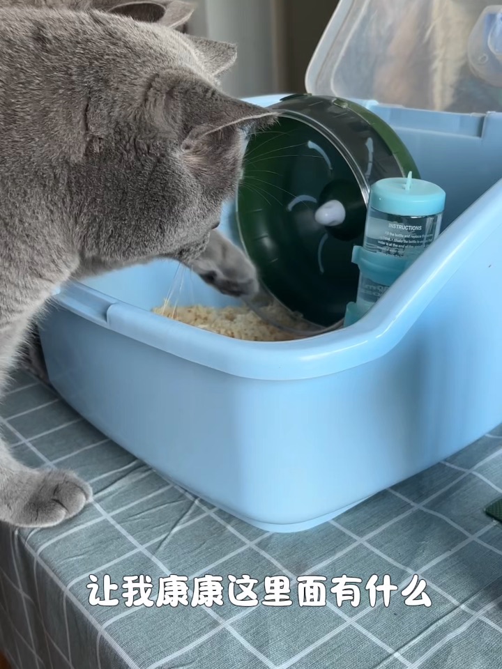 猫终于对鼠下手了