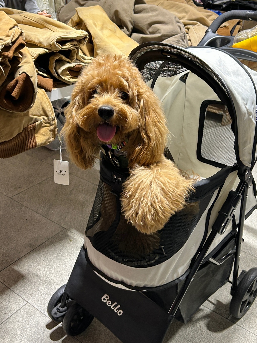 Cuca's Daily 黄毛逛街…被小姐姐夸爽了