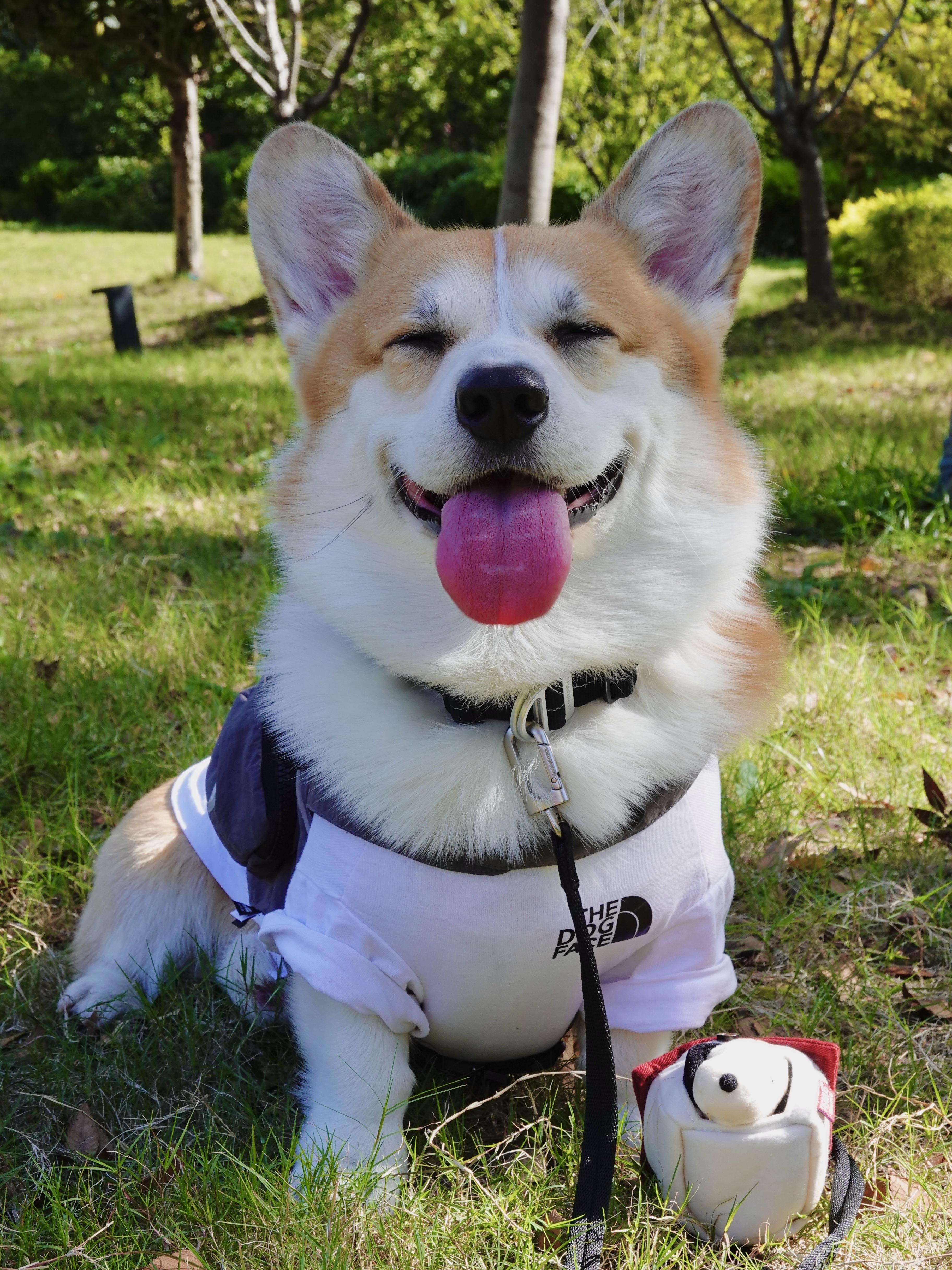 小狗在家vs小狗出门