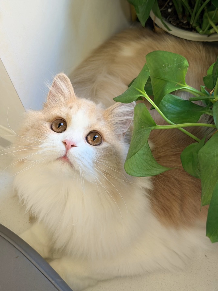 琥珀般清澈的瞳孔