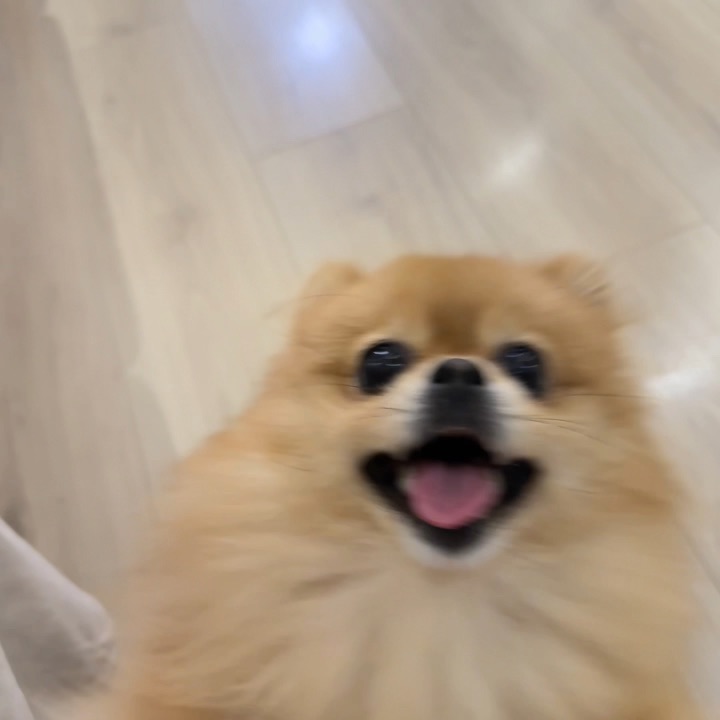 一身聚酯纤维的我怎么敢碰100%纯毛的你