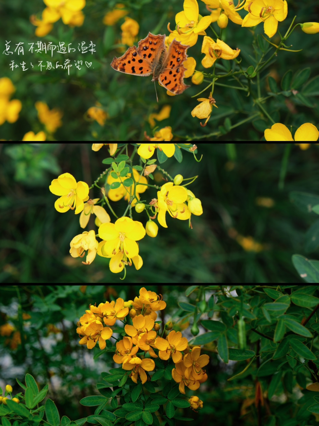 “总有不期而遇的温柔和 生生不息的希望”