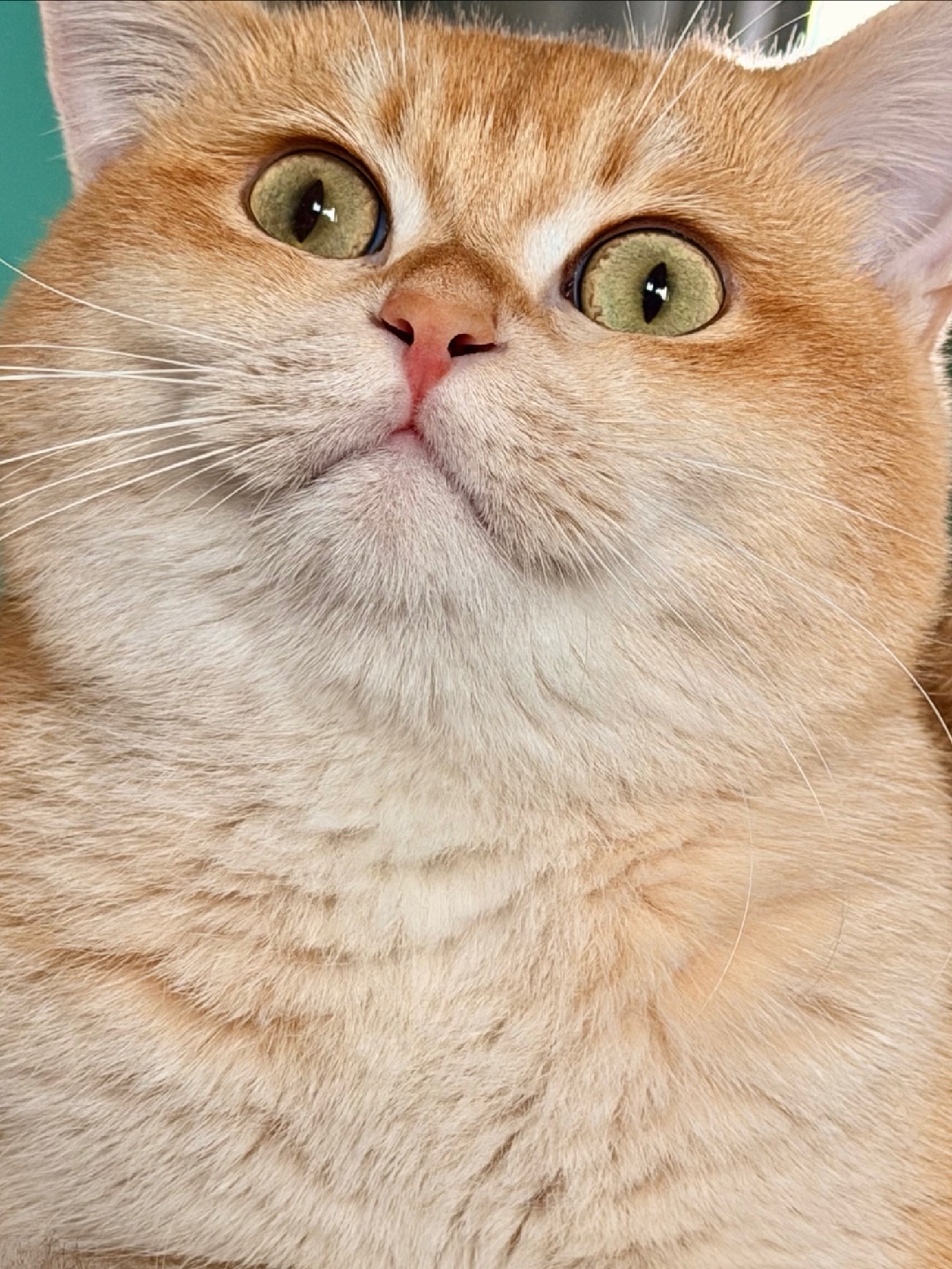 胖fufu，冬天了我果然长胖了