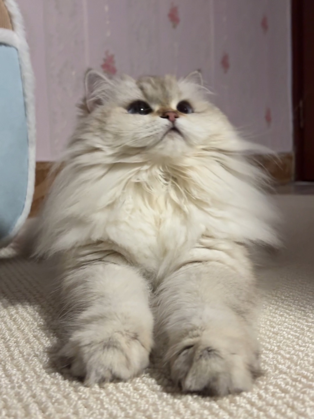 我滴小黑脚丫～