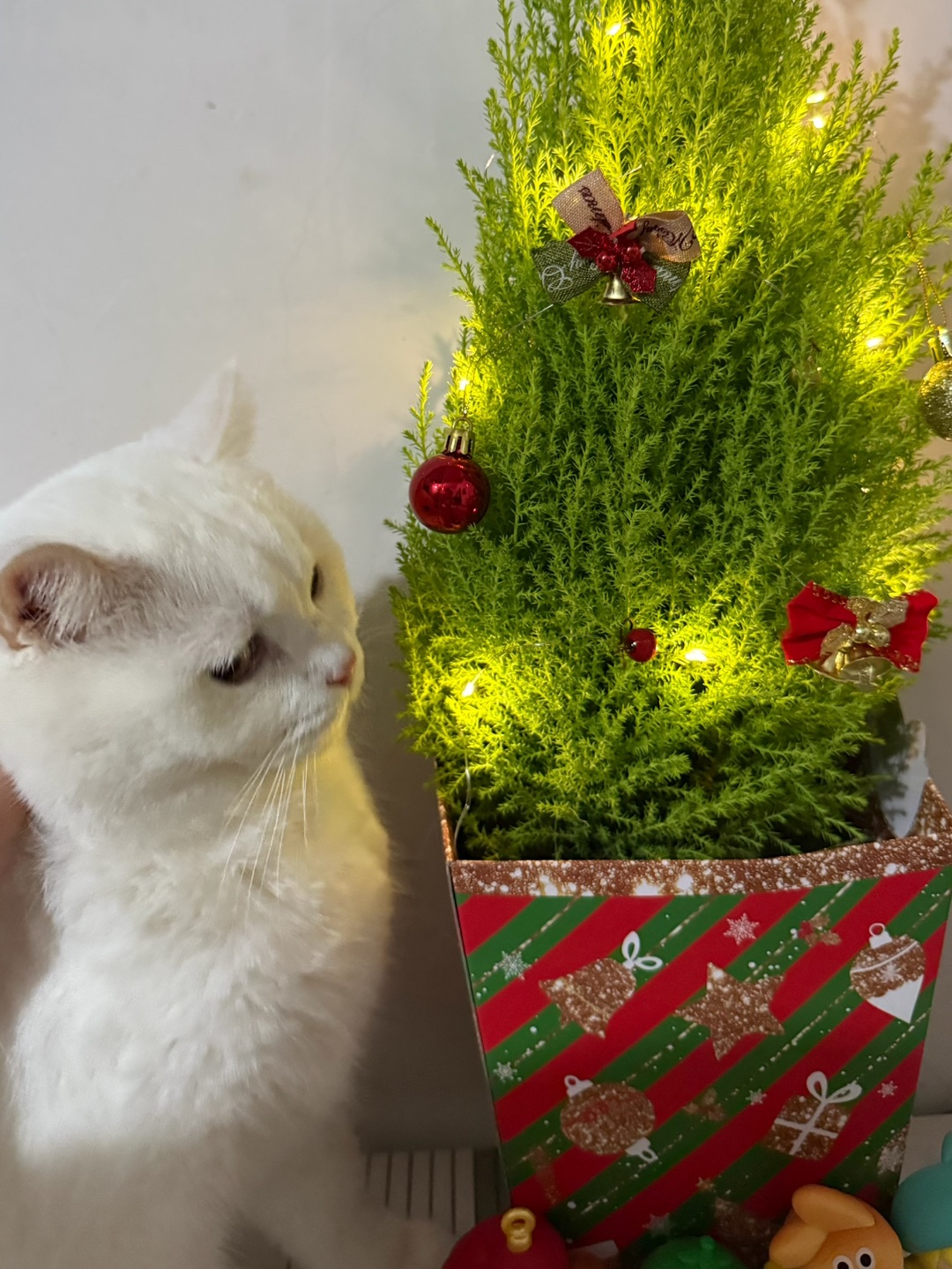 强迫元宝陪圣诞树营业