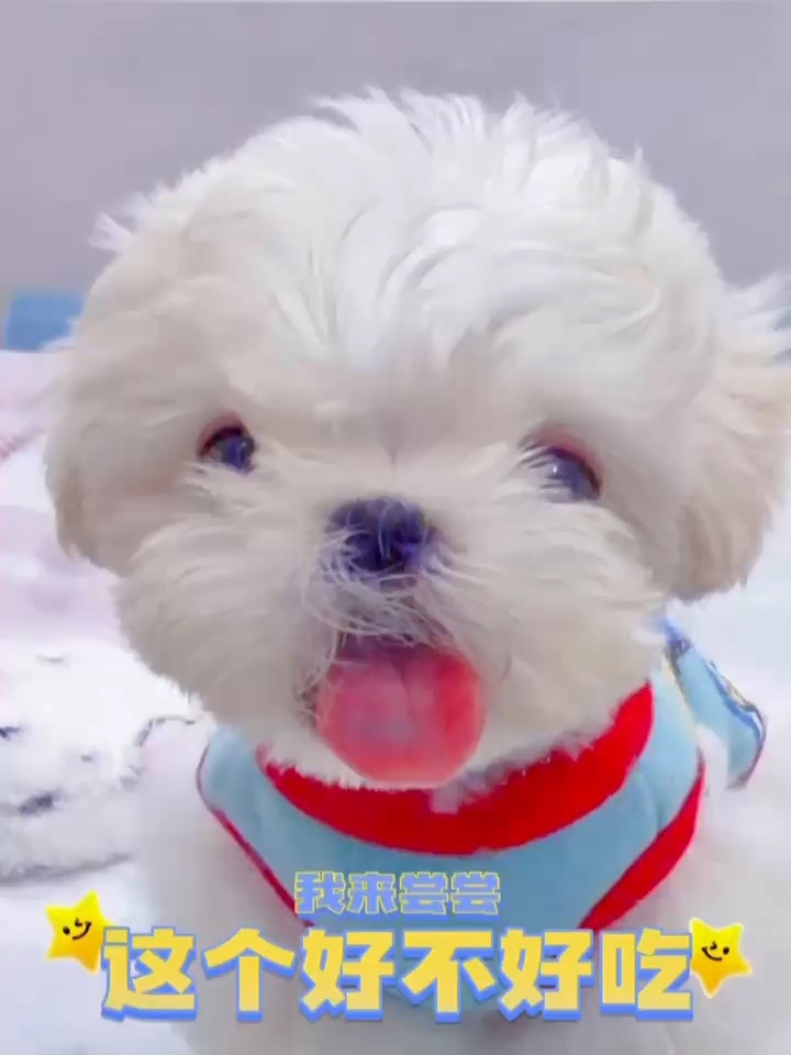 今天的玻璃好像比昨天甜👅小狗的快乐你不懂