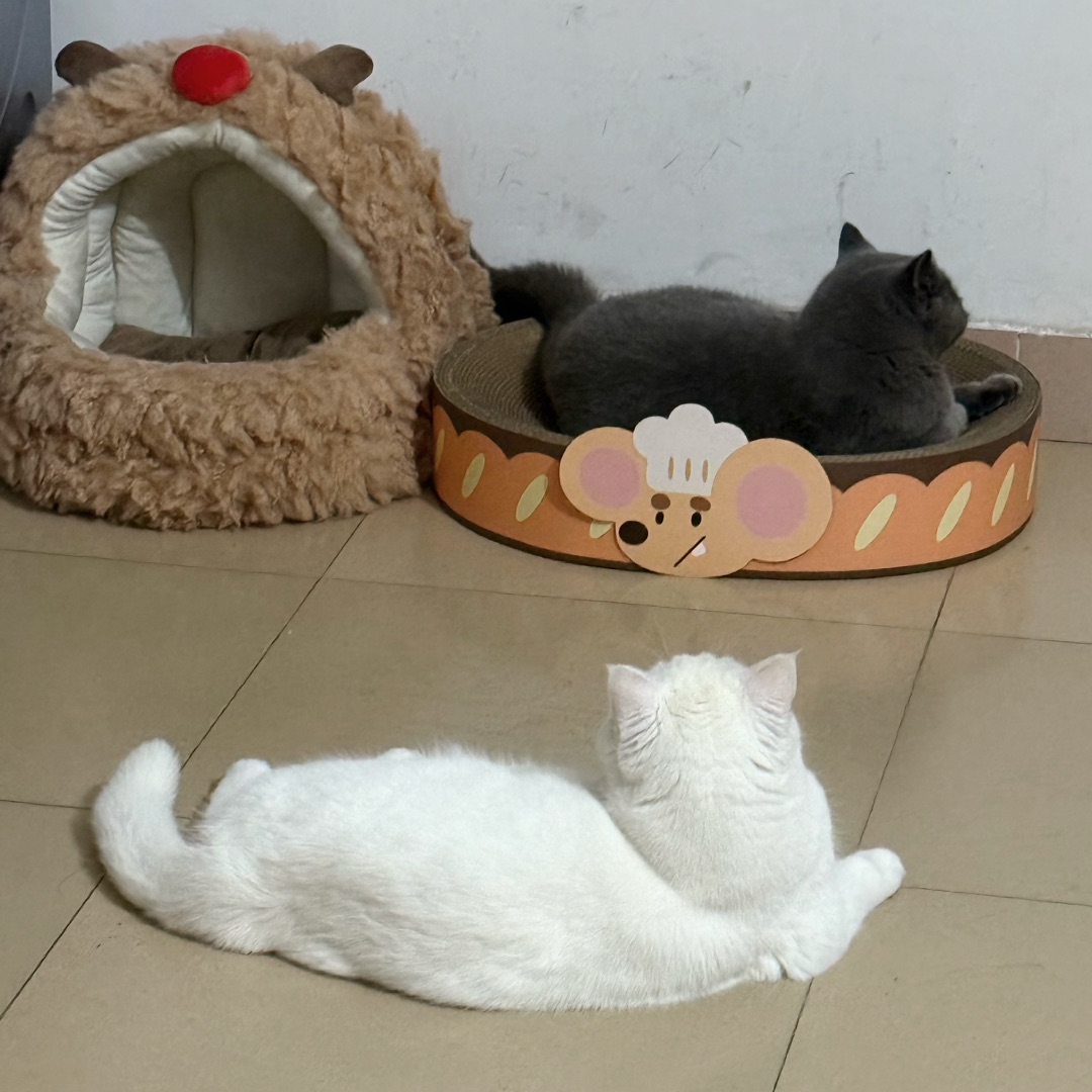 元宝一直在排队🤣