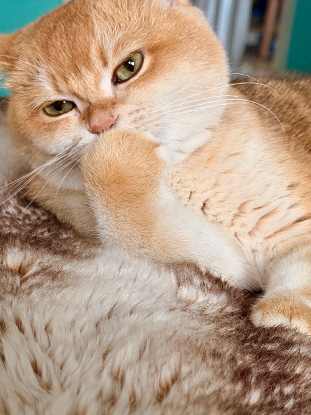 小猫咪能有什么坏心思🤣🤣