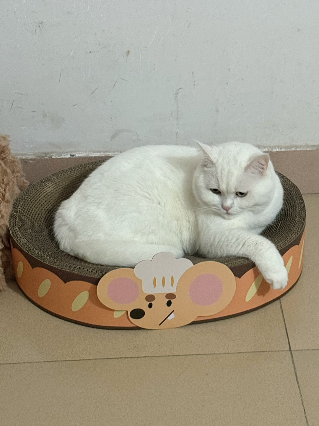 测评 | PURLAB面包鼠猫抓板猫窝