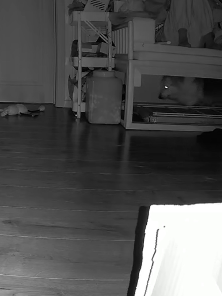 沙发底下有什么走来走去